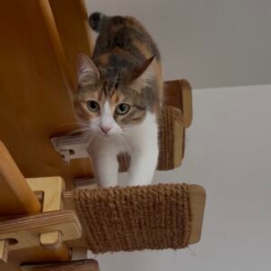FIKSEL Step