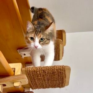 FIKSEL Step